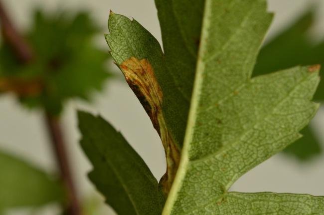 Phyllonorycter oxyacanthae, mine. Charity Land, 31-10-2019. Copyright Bob Mawson.