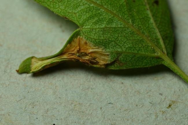 Phyllonorycter oxyacanthae, mine. West Carr Plantation, 30-06-2022. Copyright Bob Mawson.