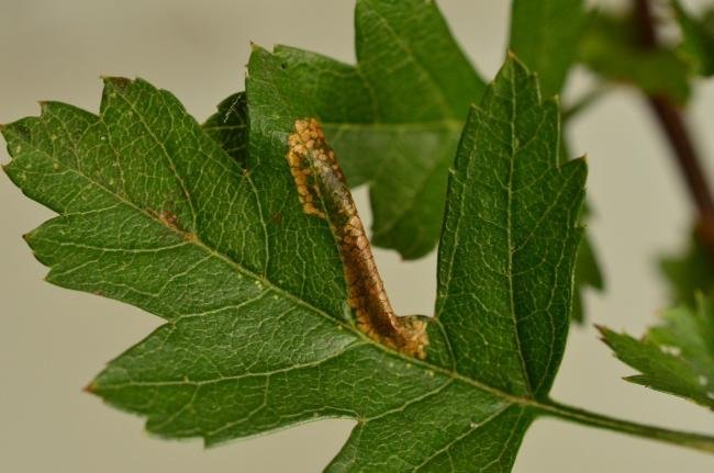 Phyllonorycter oxyacanthae, mine. Charity Land, 31-10-2019. Copyright Bob Mawson.