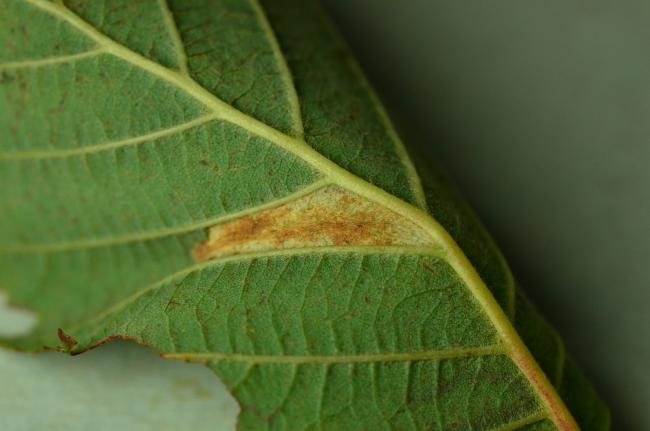 Phyllonorycter strigulatella, mine. Little Wood Nature Reserve, 18-09-2020. Copyright Bob Mawson.