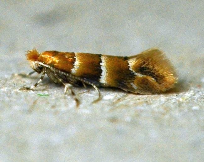 Phyllonorycter tristrigella, adult. Brierley Wood, 08-08-2023. Copyright Bob Mawson.