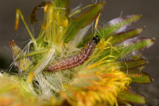 Triangle Plume (Platyptilia gonodactyla), larval. Kelloe Bank, 07-05-2018. Copyright Bob Mawson.