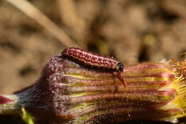 Triangle Plume (Platyptilia gonodactyla), larval. Kelloe Bank, 06-05-2018. Copyright Bob Mawson.