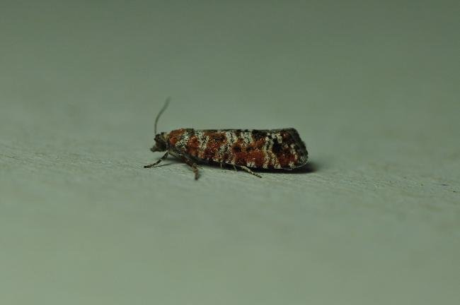 Spotted Shoot Moth (Rhyacionia pinivorana), adult. Trimdon Grange, 02-07-2021. Copyright Bob Mawson.