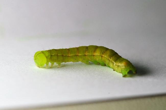 Herald (Scoliopteryx libatrix), larval. Trimdon Colliery, 09-07-2019. Copyright Bob Mawson.