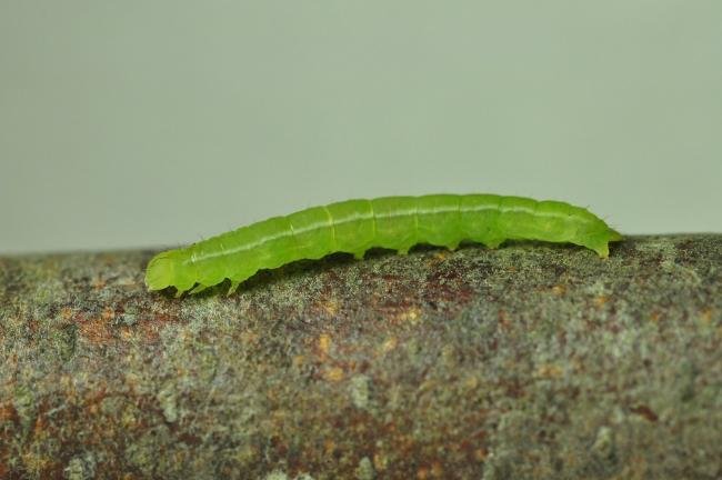 Herald (Scoliopteryx libatrix), larval. Kelloe Bank, 18-06-2020. Copyright Bob Mawson.