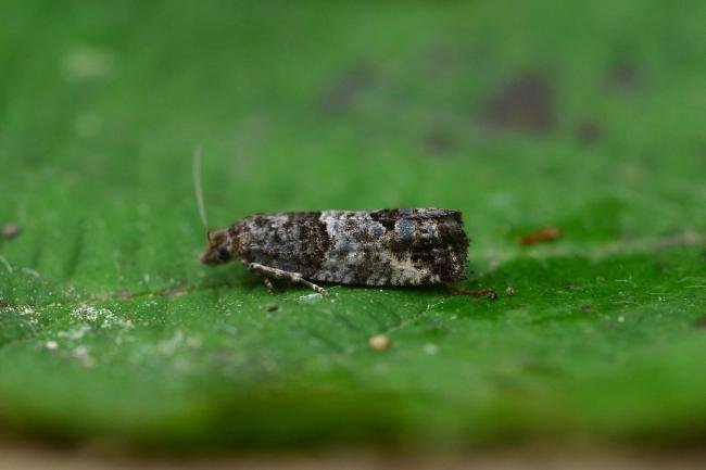 Bud Moth (Spilonota ocellana), adult. Trimdon Grange, 18-07-2018. Copyright Bob Mawson.