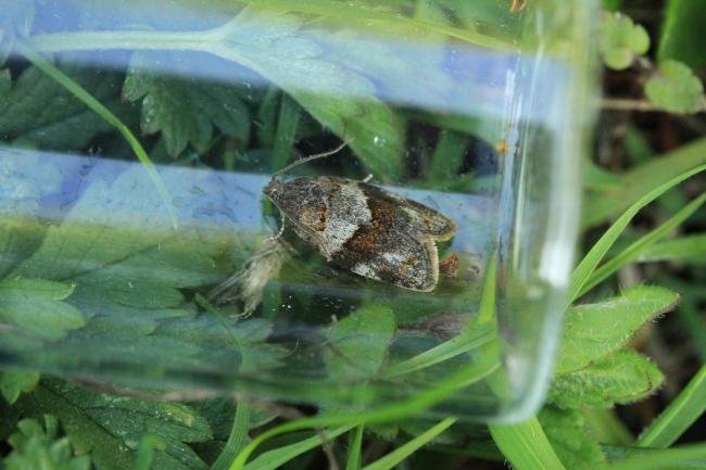 Syndemis musculana, adult. Trimdon Grange, 21-05-2018. Copyright Bob Mawson.