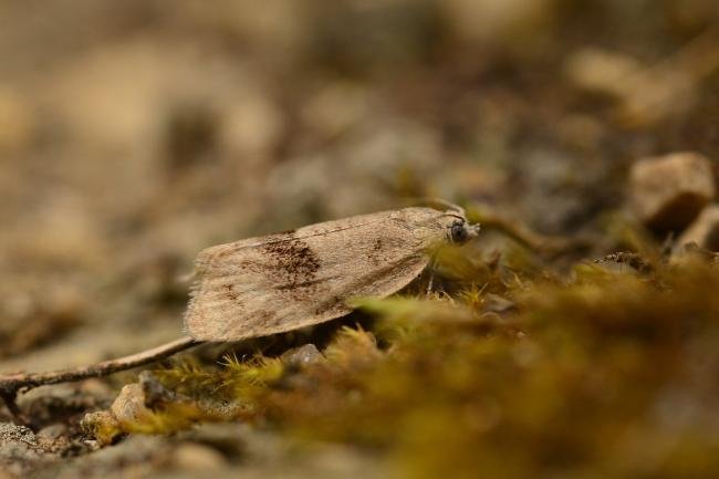 Syndemis musculana, adult. Trimdon Grange, 19-06-2018. Copyright Bob Mawson.