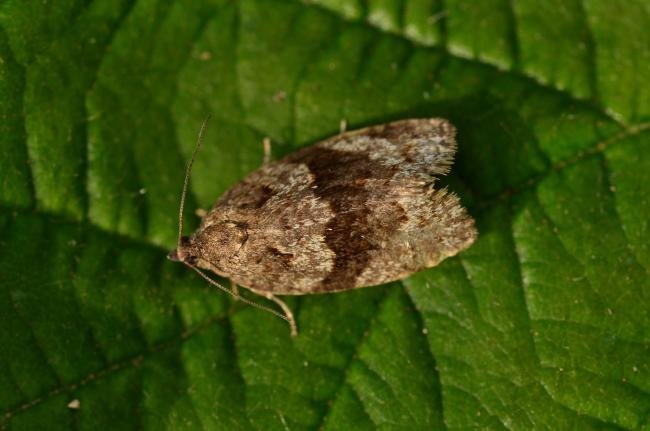 Syndemis musculana, adult. Trimdon Grange, 03-06-2019. Copyright Bob Mawson.