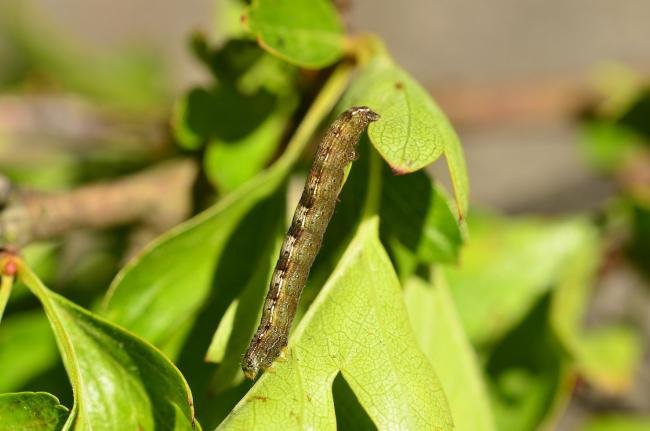 Early Moth (Theria primaria), larval. Trimdon Grange, 29-05-2019. Copyright Bob Mawson.