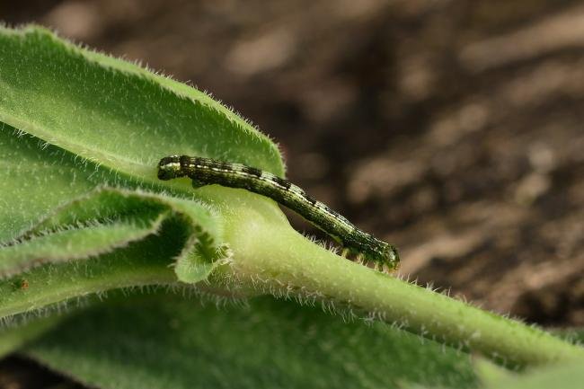 Early Moth (Theria primaria), larval. Raisby Way, 01-06-2018. Copyright Bob Mawson.