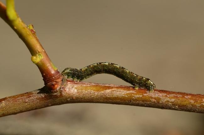 Early Moth (Theria primaria), larval. Trimdon Grange, 24-05-2019. Copyright Bob Mawson.