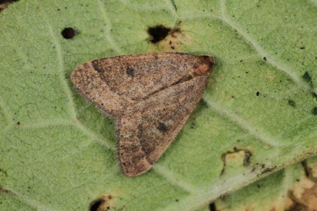 Early Moth (Theria primaria), adult. Trimdon Grange, 12-01-2020. Copyright Bob Mawson.