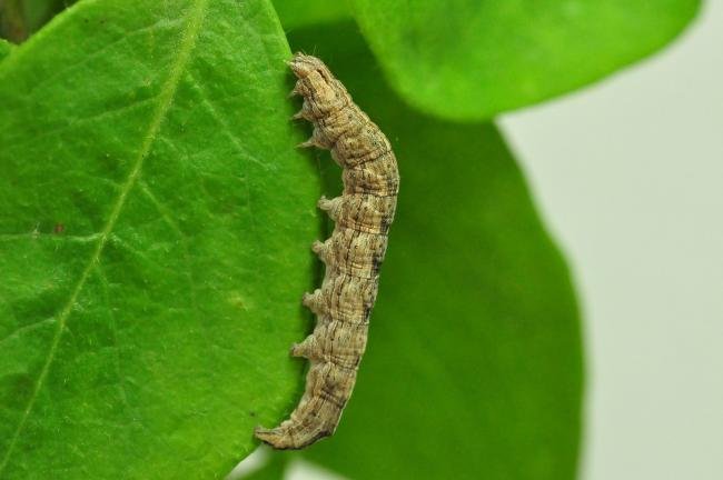 Early Grey (Xylocampa areola), larval. Trimdon Grange, 22-06-2020. Copyright Bob Mawson.