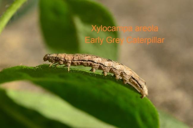 Early Grey (Xylocampa areola), larval. Raisby Way, 27-06-2019. Copyright Bob Mawson.