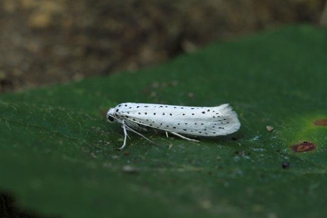 Bird-cherry Ermine (Yponomeuta evonymella), adult. Trimdon Grange, 26-07-2018. Copyright Bob Mawson.