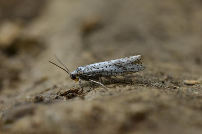 Bird-cherry Ermine (Yponomeuta evonymella), adult. Trimdon Grange, 20-07-2018. Copyright Bob Mawson.