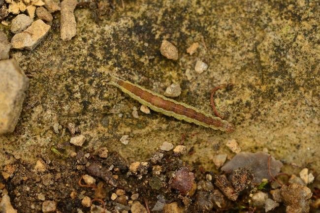 Honeysuckle Moth (Ypsolopha dentella), larval. Trimdon Grange, 14-06-2018. Copyright Bob Mawson.