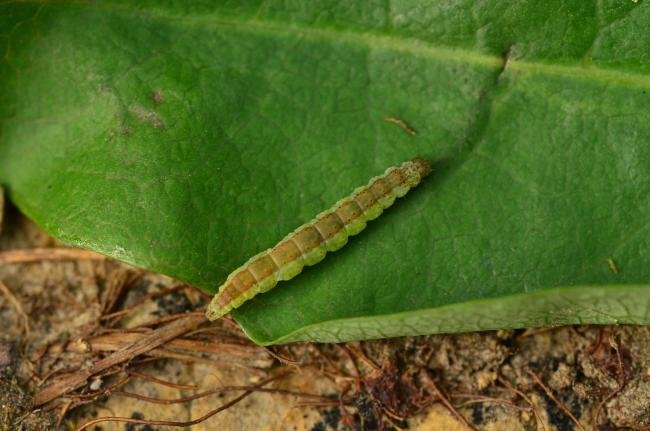 Honeysuckle Moth (Ypsolopha dentella), larval. Raisby Way, 29-06-2019. Copyright Bob Mawson.