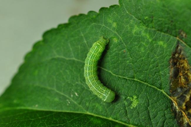 Common Quaker (Orthosia cerasi), larval. Raisby Way, 20-06-2020. Copyright Bob Mawson.