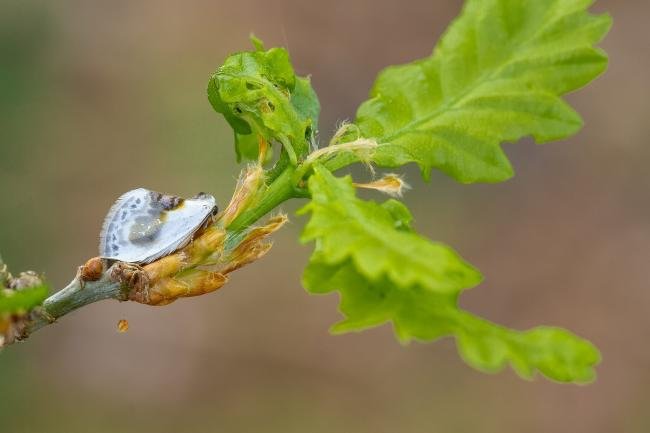 Chinese Character (Cilix glaucata), adult. Waldridge Fell, 30-04-2025. Copyright Christopher Blakey.