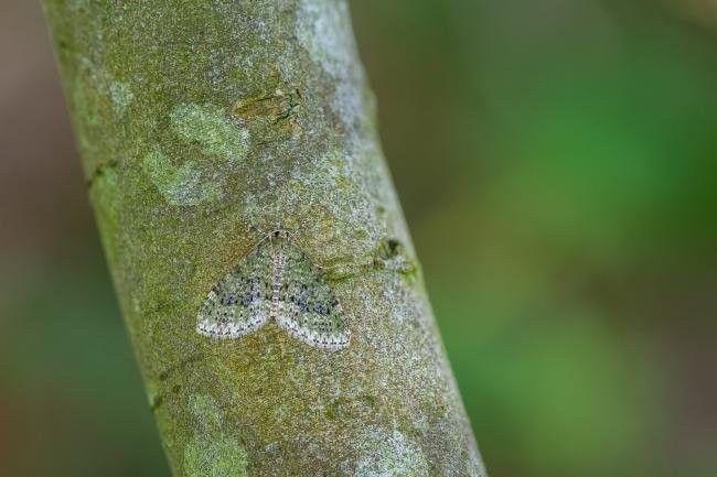 Yellow-barred Brindle (Acasis viretata), adult. Waldridge Fell, 30-04-2025. Copyright Christopher Blakey.