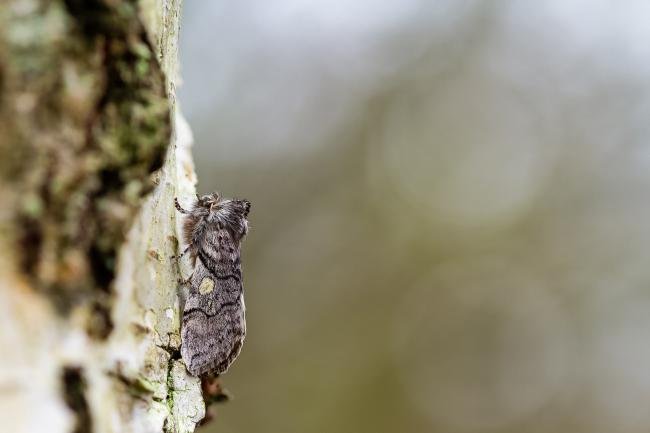 Yellow Horned (Achlya flavicornis), adult. Waldridge Fell, 24-03-2025. Copyright Christopher Blakey.