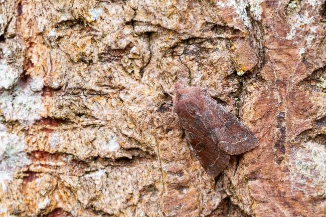 Clouded Drab (Orthosia incerta), adult. Comb Bridges, 25-03-2025. Copyright Christopher Blakey.