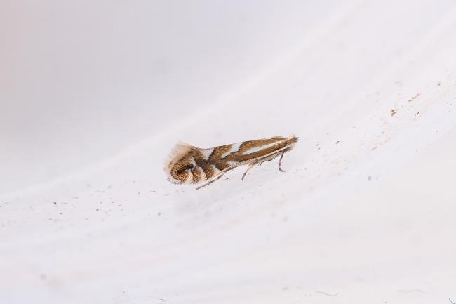 Nut Leaf Blister Moth (Phyllonorycter coryli), adult. Edmondsley Wood, 10-04-2025. Copyright Christopher Blakey.