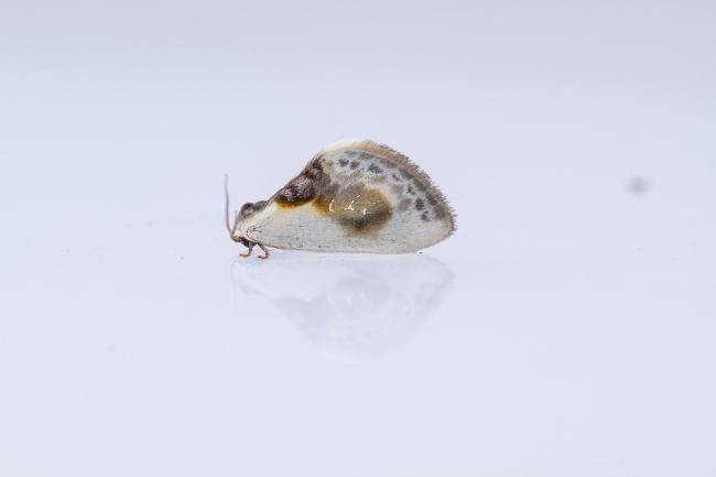 Chinese Character (Cilix glaucata), adult. Waldridge Fell, 28-04-2025. Copyright Christopher Blakey.