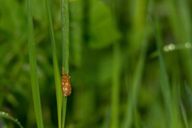 Gold Swift (Phymatopus hecta), adult. Low Burnhall, 16-06-2018. Copyright Christopher Blakey.