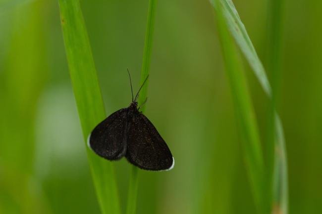 Chimney Sweeper (Odezia atrata), adult. Daisy Hill, 18-06-2019. Copyright Christopher Blakey.