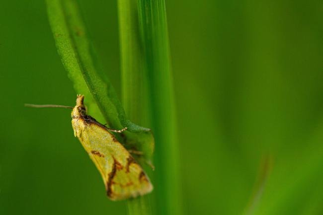 Agapeta hamana, adult. Daisy Hill, 18-06-2019. Copyright Christopher Blakey.