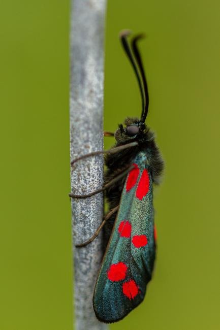 Six-spot Burnet (Zygaena filipendulae), adult. Daisy Hill, 21-06-2019. Copyright Christopher Blakey.