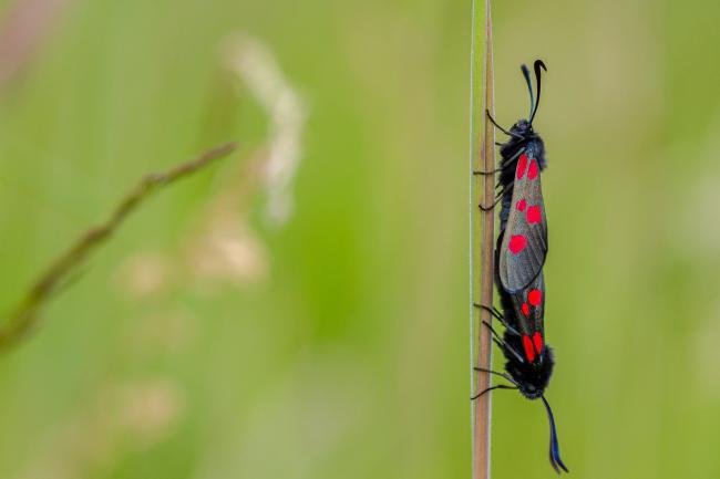 Narrow-bordered Five-spot Burnet (Zygaena lonicerae), adult. Daisy Hill, 21-06-2019. Copyright Christopher Blakey.