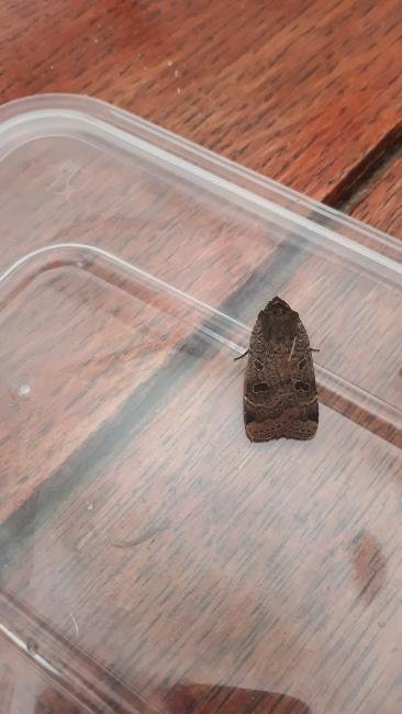 Lesser Yellow Underwing (Noctua comes), adult. Framwellgate Moor, 02-08-2019. Copyright Christopher Blakey.