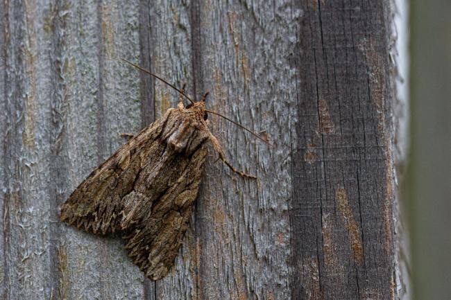 Dark Arches (Apamea monoglypha), adult. Framwellgate Moor, 02-08-2019. Copyright Christopher Blakey.