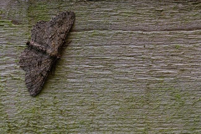 Willow Beauty (Peribatodes rhomboidaria), adult. Framwellgate Moor, 06-08-2019. Copyright Christopher Blakey.