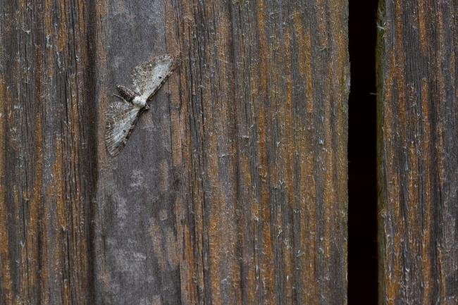 Bordered Pug (Eupithecia succenturiata), adult. Framwellgate Moor, 06-08-2019. Copyright Christopher Blakey.