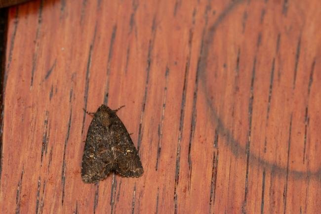 Common Rustic agg. (Mesapamea secalis agg.), adult. Framwellgate Moor, 06-08-2019. Copyright Christopher Blakey.