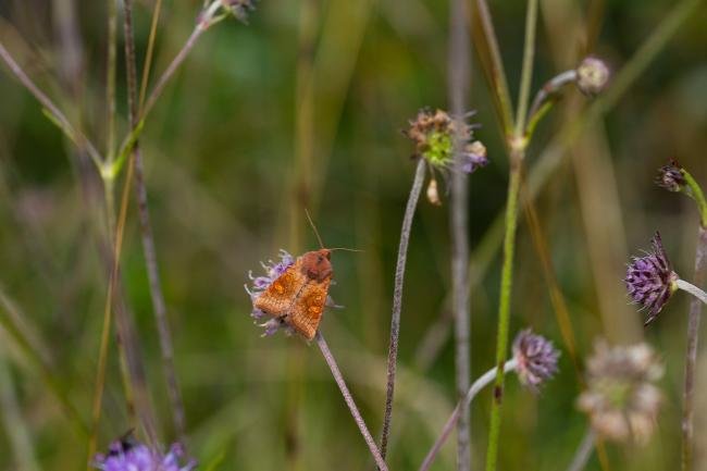 Ear Moth agg. (Amphipoea oculea agg.), adult. 19-08-2019. Copyright Christopher Blakey.