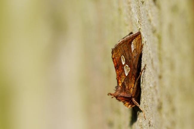 Gold Spot (Plusia festucae), adult. Framwellgate Moor, 25-08-2019. Copyright Christopher Blakey.