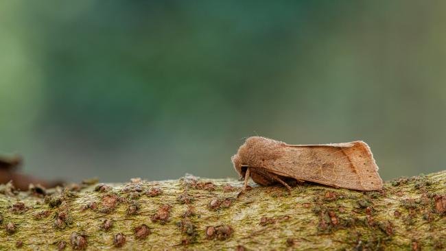 Common Quaker (Orthosia cerasi), adult. Framwellgate Moor, 14-03-2020. Copyright Christopher Blakey.