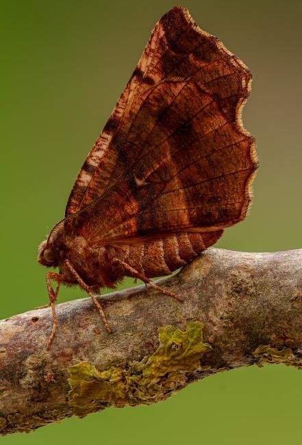 Early Thorn (Selenia dentaria), adult. Framwellgate Moor, 09-04-2020. Copyright Christopher Blakey.