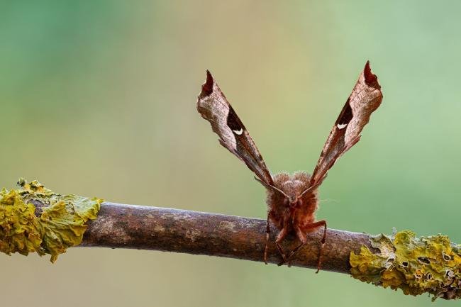 Purple Thorn (Selenia tetralunaria), adult. Framwellgate Moor, 16-04-2020. Copyright Christopher Blakey.