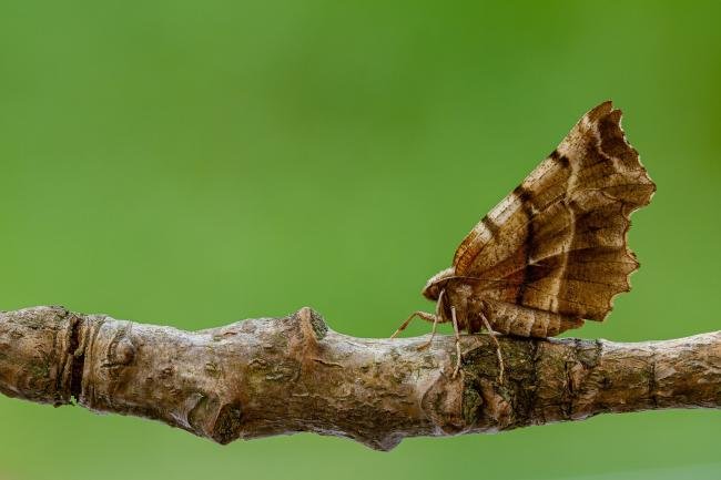 Early Thorn (Selenia dentaria), adult. Framwellgate Moor, 23-04-2020. Copyright Christopher Blakey.