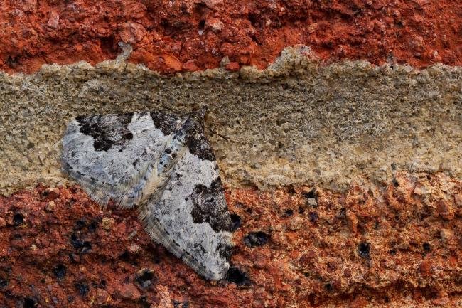 Garden Carpet (Xanthorhoe fluctuata), adult. Framwellgate Moor, 09-05-2020. Copyright Christopher Blakey.