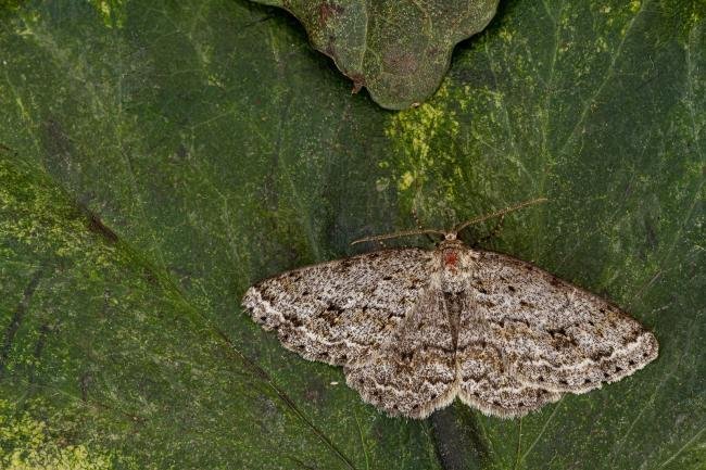 Engrailed (Ectropis crepuscularia), adult. Framwellgate Moor, 09-05-2020. Copyright Christopher Blakey.