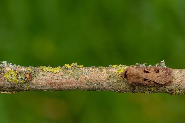 Heart and Dart (Agrotis exclamationis), adult. Framwellgate Moor, 17-05-2020. Copyright Christopher Blakey.